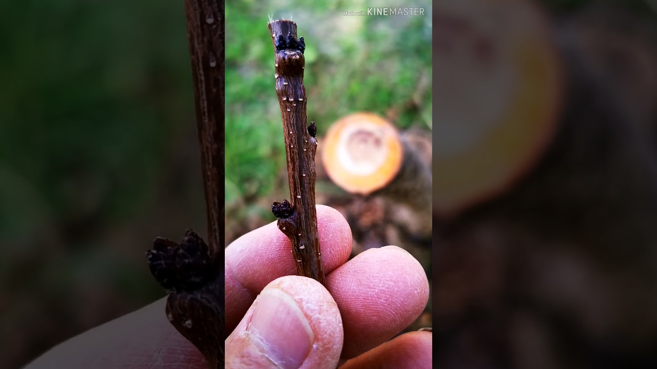 Doppio innesto, albicocco sunrosso ed albicocco giallo sulla stessa pianta