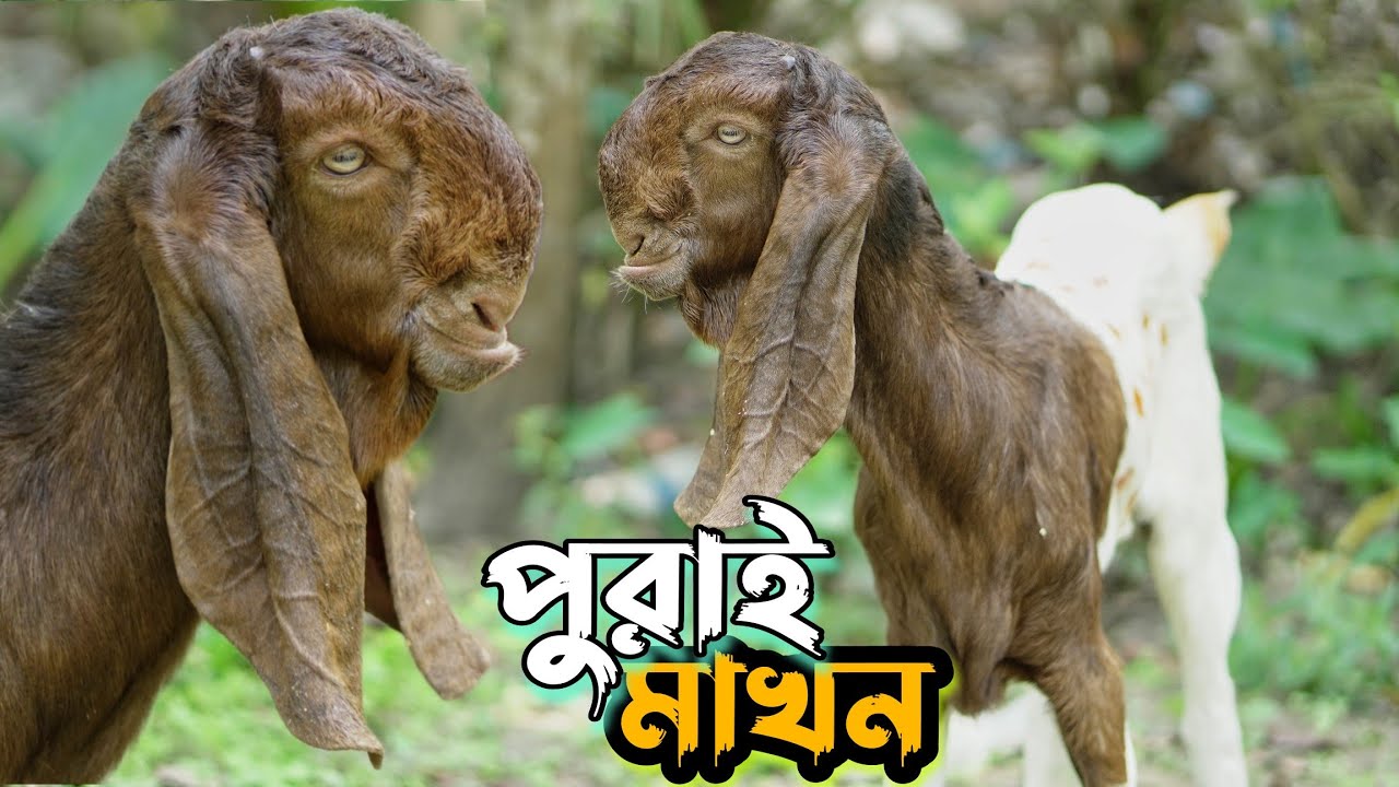 পুরাই মাখন। 100% Totapuri Goat Baby। তোতাপুরী ছাগলের বাচ্চার কেমন দাম দেখুন। Goat। Farm। Farming।