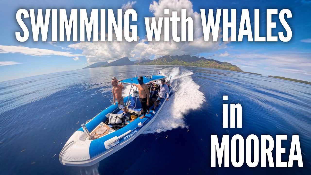 SWIM w/ HUMPBACK WHALES EXPEDITION + SHARKS + STINGRAY CITY ShaneOgoeS to MOOREA in French Polynesia