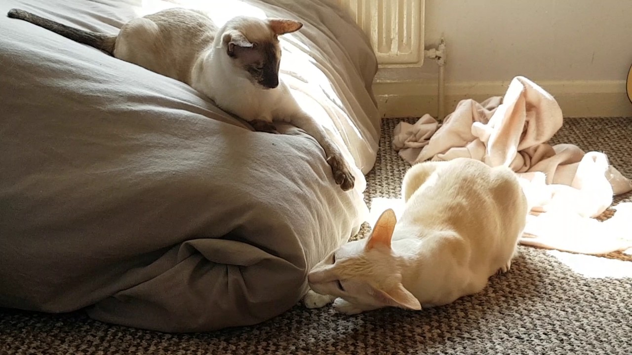 Siamese Cats fighting gently