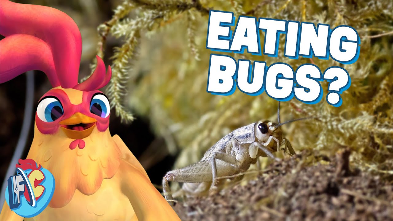 Food Facts for Kids | Eating Bugs is Good for the Planet?!? | Future Chicken
