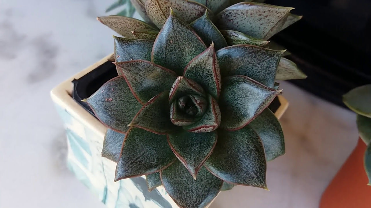 ЭХЕВЕРИЯ-ECHEVERIA часть 2.