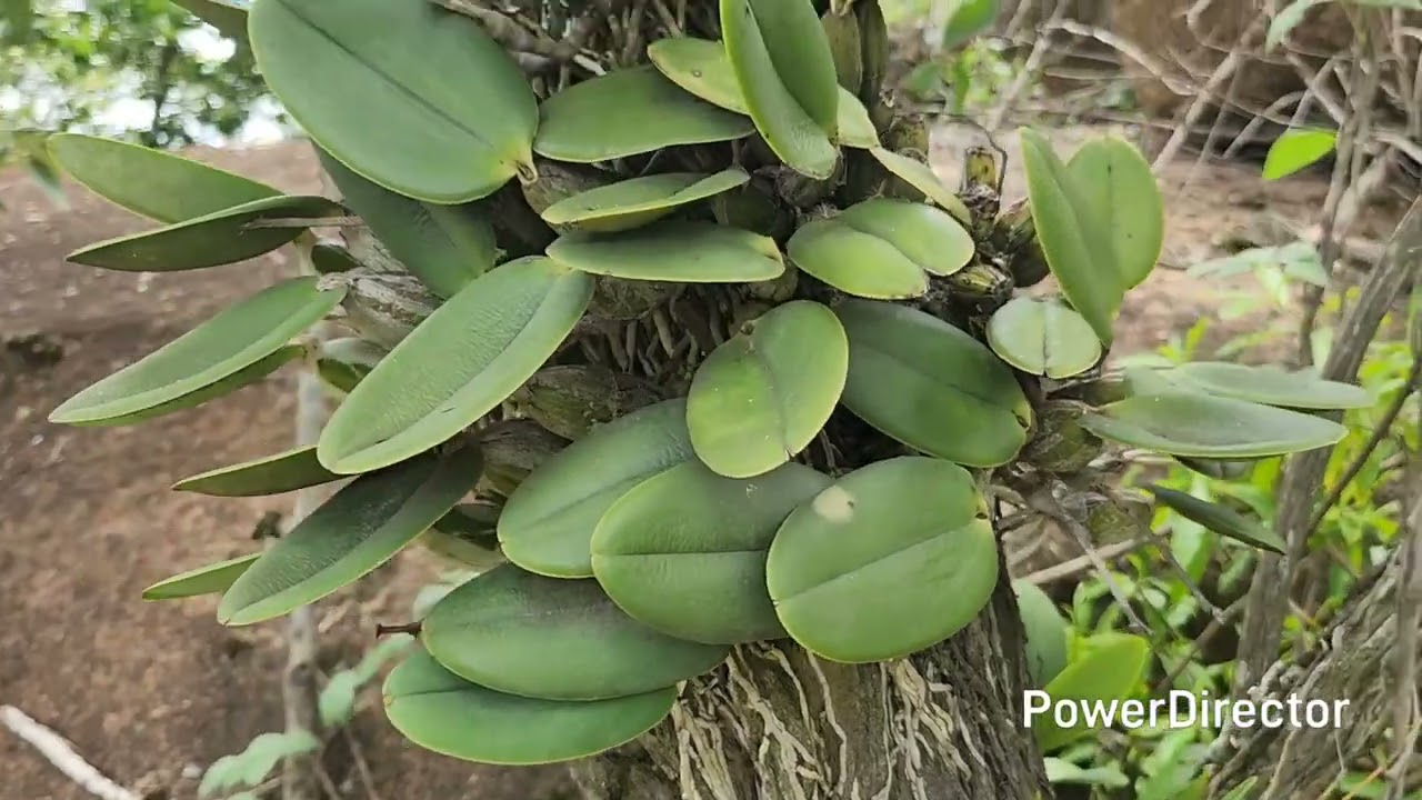 Plantei orquídeas nas árvores, veja como elas estão. 