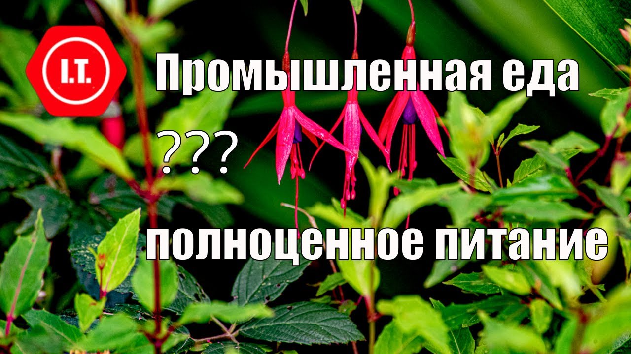 Промышленная еда - что важно знать. Лекция Ирены Тарвид.