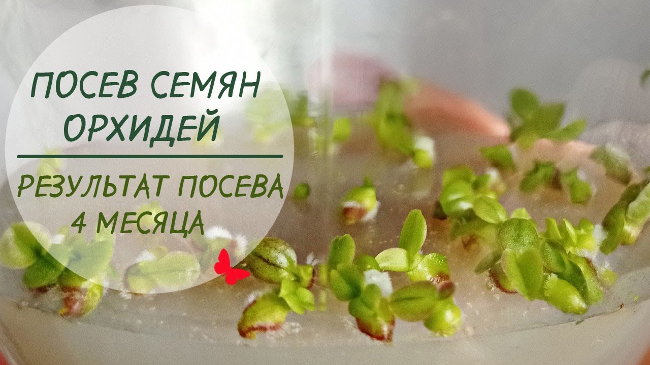 Посев СЕМЯН ОРХИДЕЙ. Результаты посева 4 месяца🌱