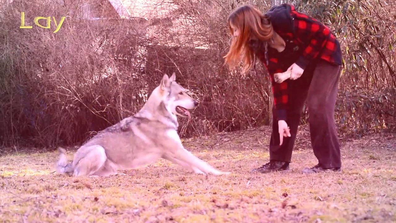 Saarloos Wolfdogs training for fun