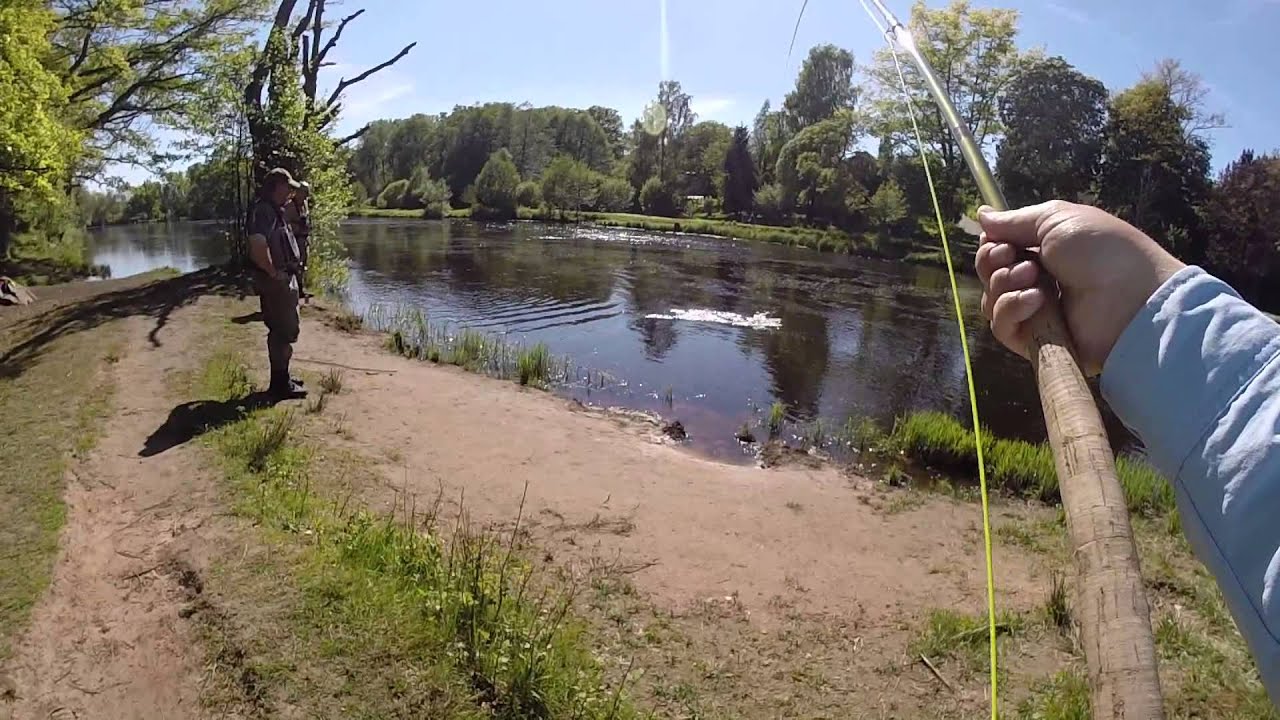 Blanklax mörrumsån 2015