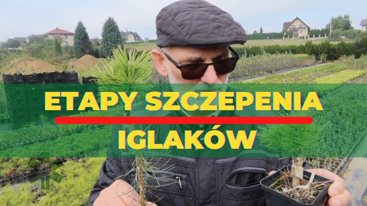 Etapy szczepienia iglaków