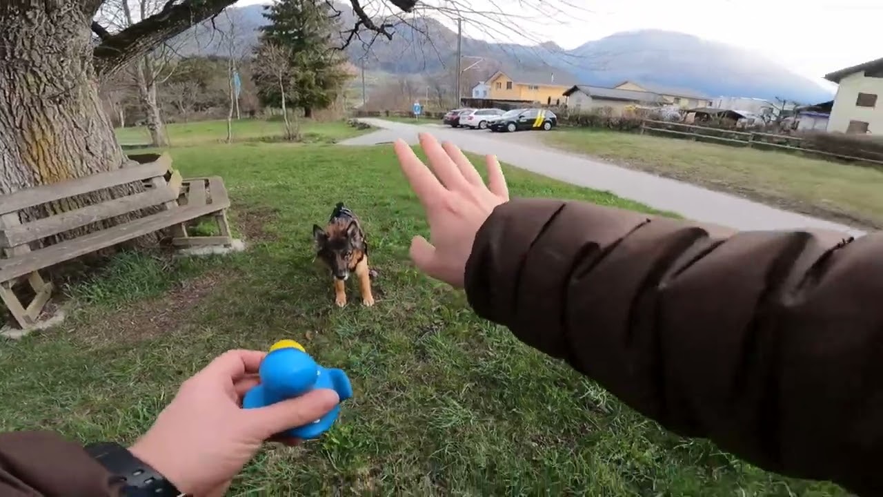 Odin walking through the Swiss Alp village of Bonaduz