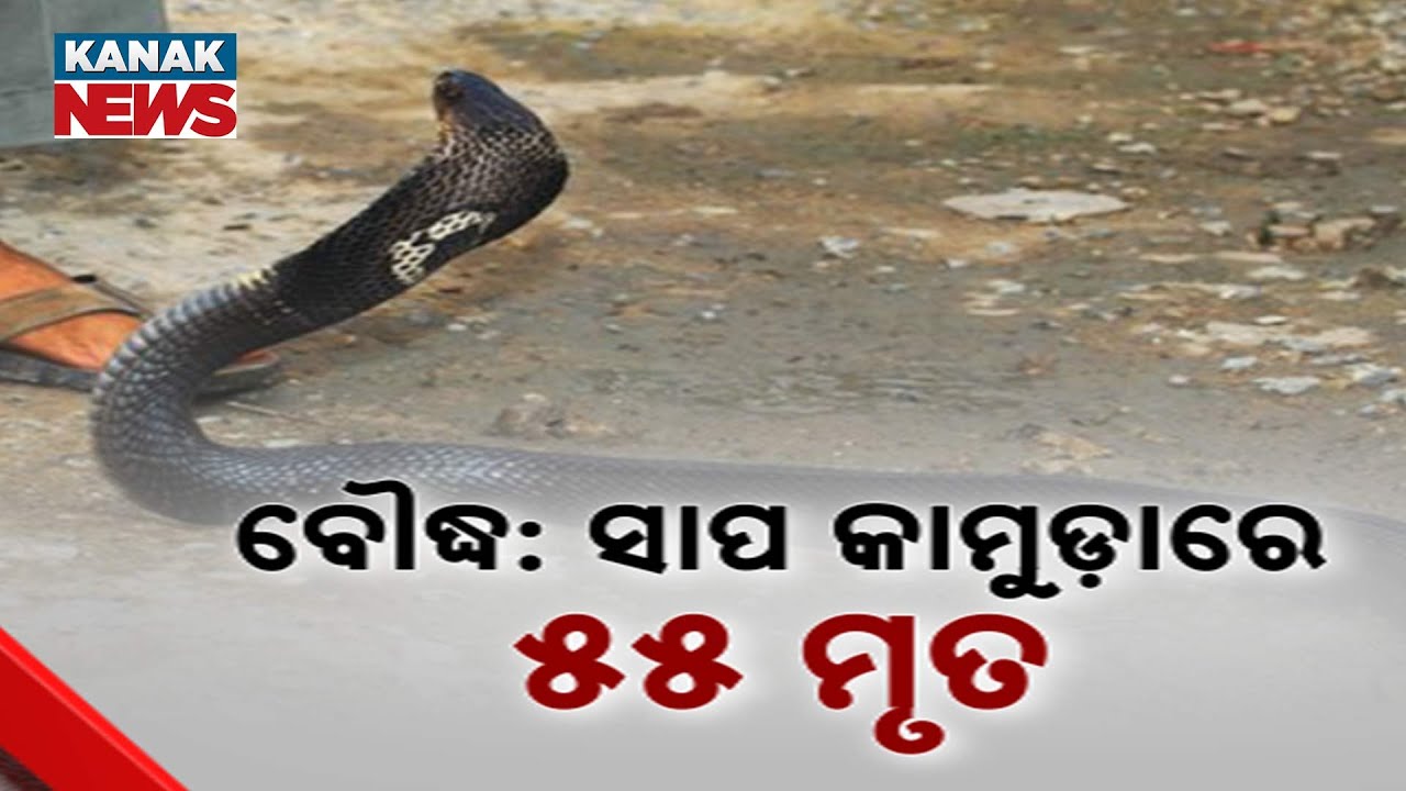 Snakebite Deaths Rise In Monsoon: 55 Lives Lost In Boudh In 6 Years