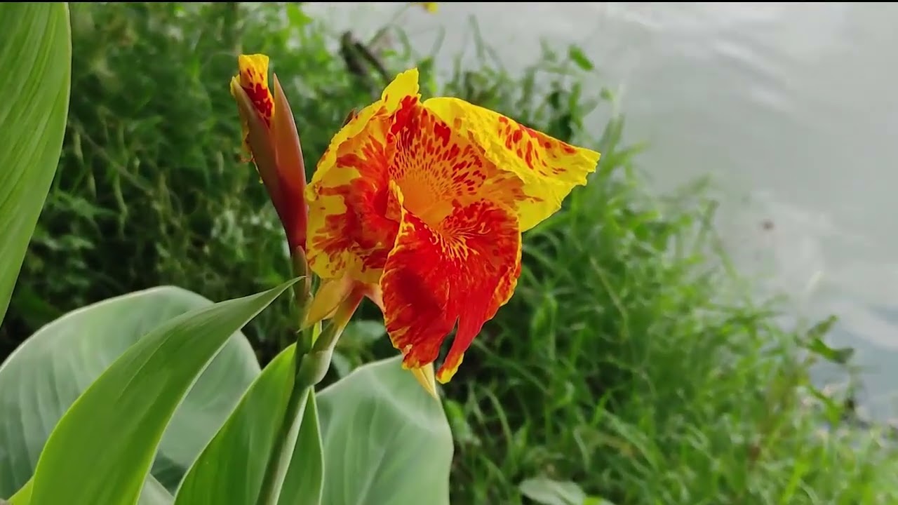 Live video of Gulshan Lake 2026 #shorts #gulshan