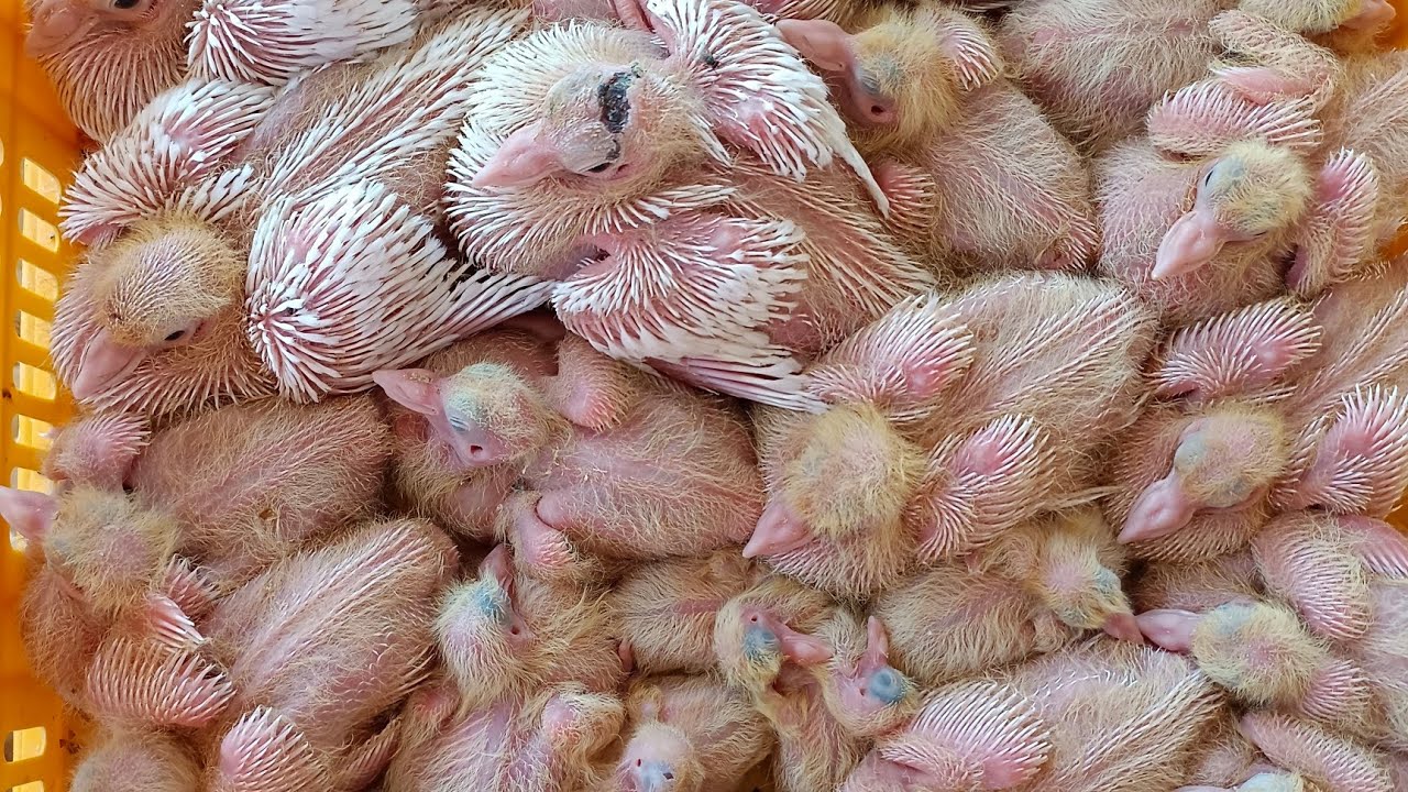 world's largest pigeon farm। 3 4 babies are fed with 1 pair of pigeons। 5 million+pigeon farm🕊️🕊️
