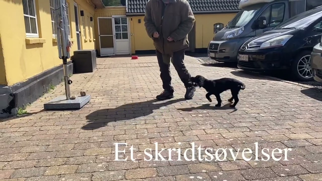 Positiv jagthundetr&aelig;ning. Johanne 5 mdr