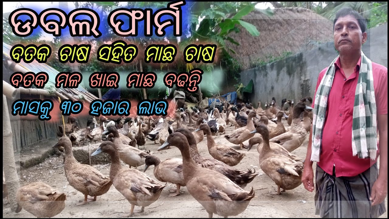 #duckfarm ପଲିଥିନ ଘରେ ବତକ ଚାଷ ।।ବତକ ମଳ ରେ ମାଛ ଚାଷ।।ମାସକୁ ୩୦ ହଜାର ଲାଭ।।DUCK FARM WITH FISH FARM