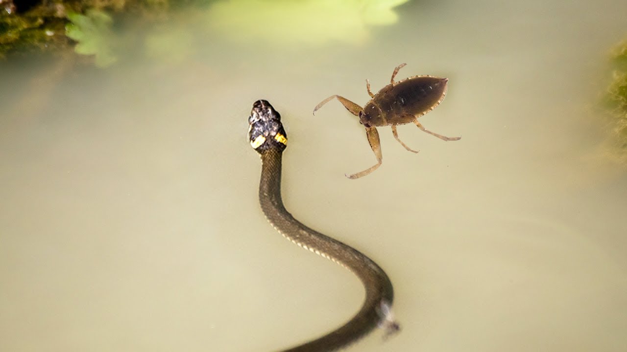 This Snake Will Killed by Underwater Bug