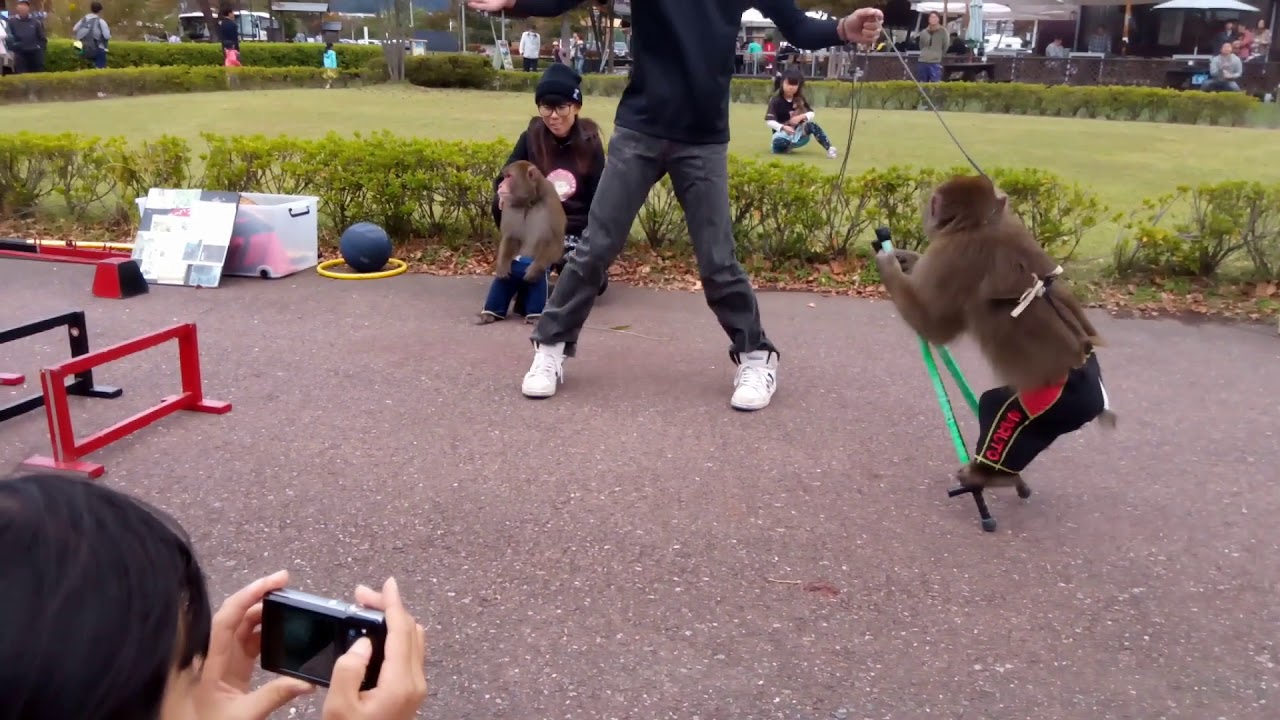 お猿の「ナルト君」「ルイージ君」のパフォーマンスが凄い＠川場田園プラザ