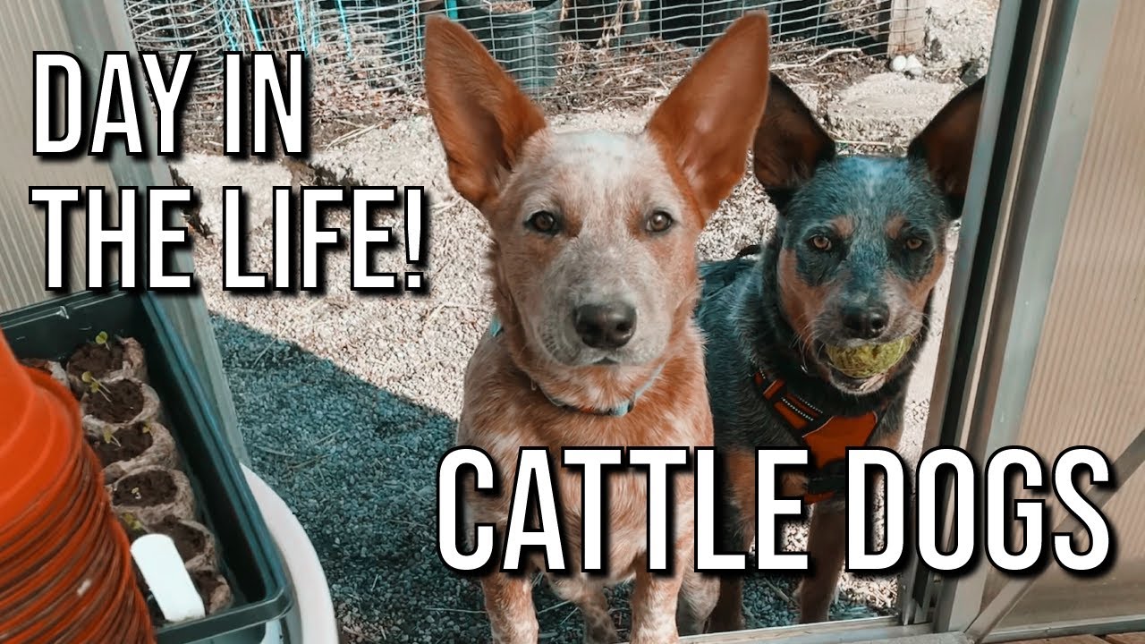 Working in the greenhouse with my cattle dogs | DAY IN THE LIFE!