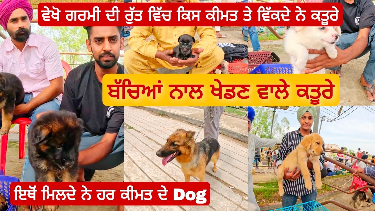 3500 ਤੋਂ ਕਤੂਰੇ ਸੁਰੂ । 3500 से Dog सुरु । Longowal Dog Market #dog #goldenRetriever @iltilanadhuri