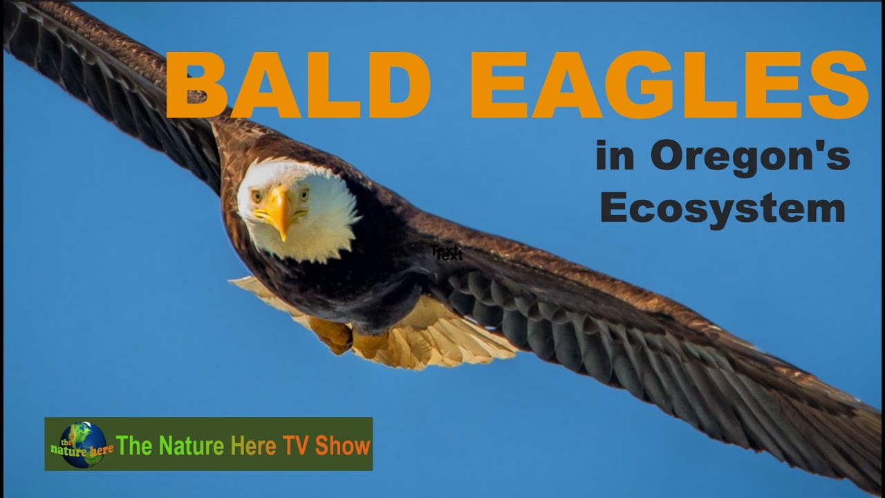 Discover the Vital Role of Eagles in Our Food Chain! Oregon's Bald Eagle Conservation Efforts