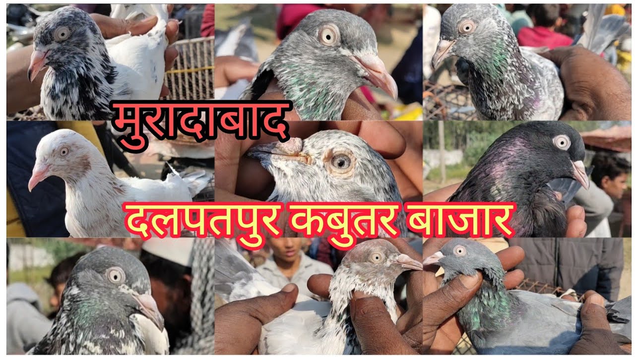 क्या कबुतर आये आज बाजार में !#दलपतपुर (मुरादाबाद )कबुतर बाज़ार।@kabootarkingdomuk7262.