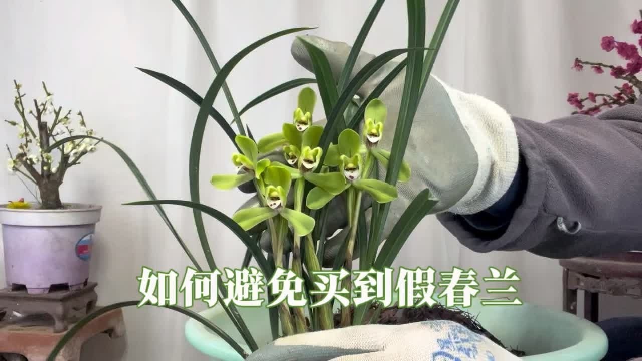 三月是新手买春兰的好时机，错过了还要再等一年，赶紧看看 园艺师教你，怎样才能买到对版的春兰。#兰花#养兰人 #春兰 #