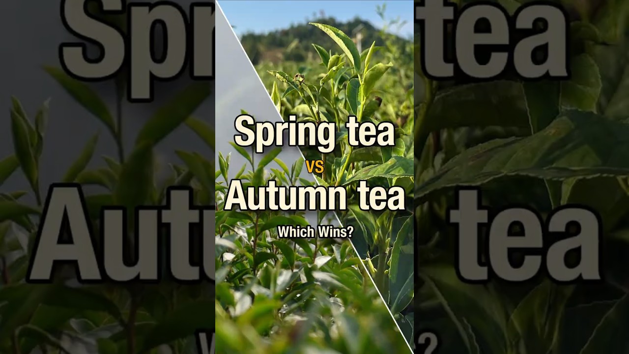 🌱✨ Spring Tea vs. Autumn Tea - Who Wins? 🍵