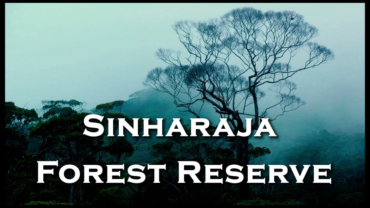 Sinharaja Forest Reserve - The Destination - Deep Dive