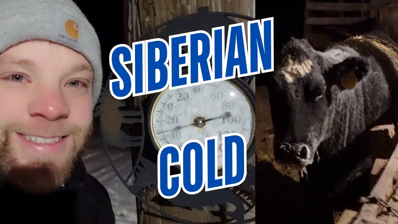 COLD SNAP!! 7 Ways To Keep Your Cattle Healthy In Winter!