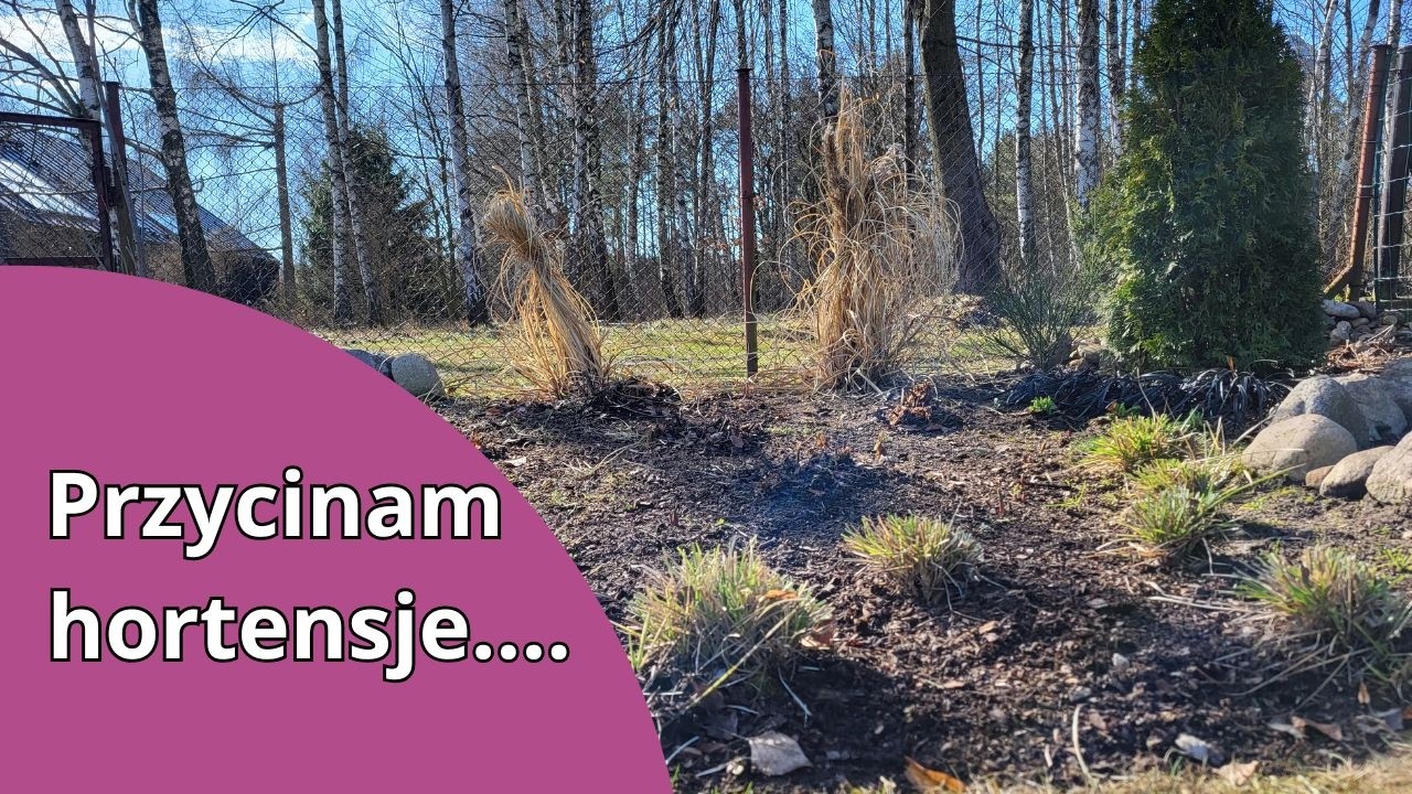 Я уже обрезаю гортензии, ивы и злаки 🌾 Весеннее садоводство