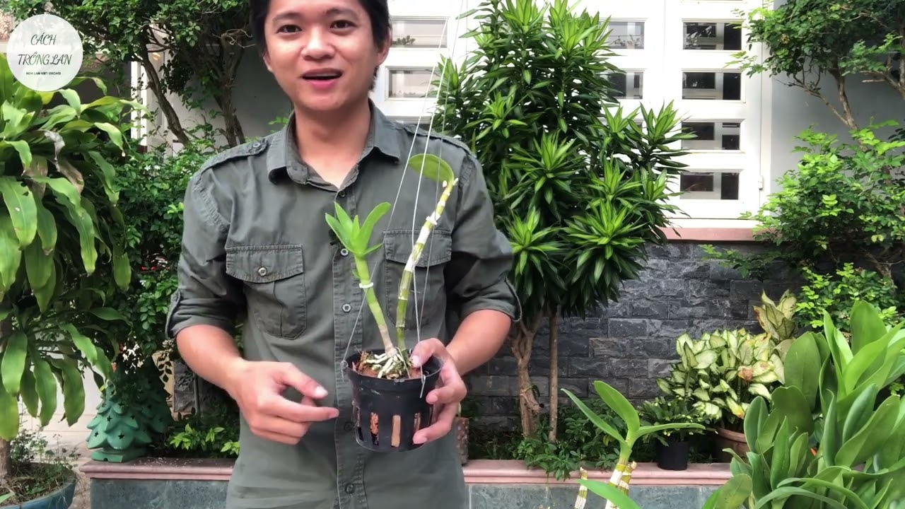 Cách nhân giống hoa lan từ thân già khô héo, cằn cỗi .