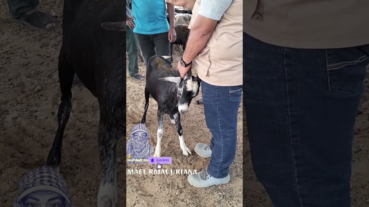 instructivo de manejo de cr&iacute;as #destacar #colombia #motivation #shorts #noticias #parati #suscribete