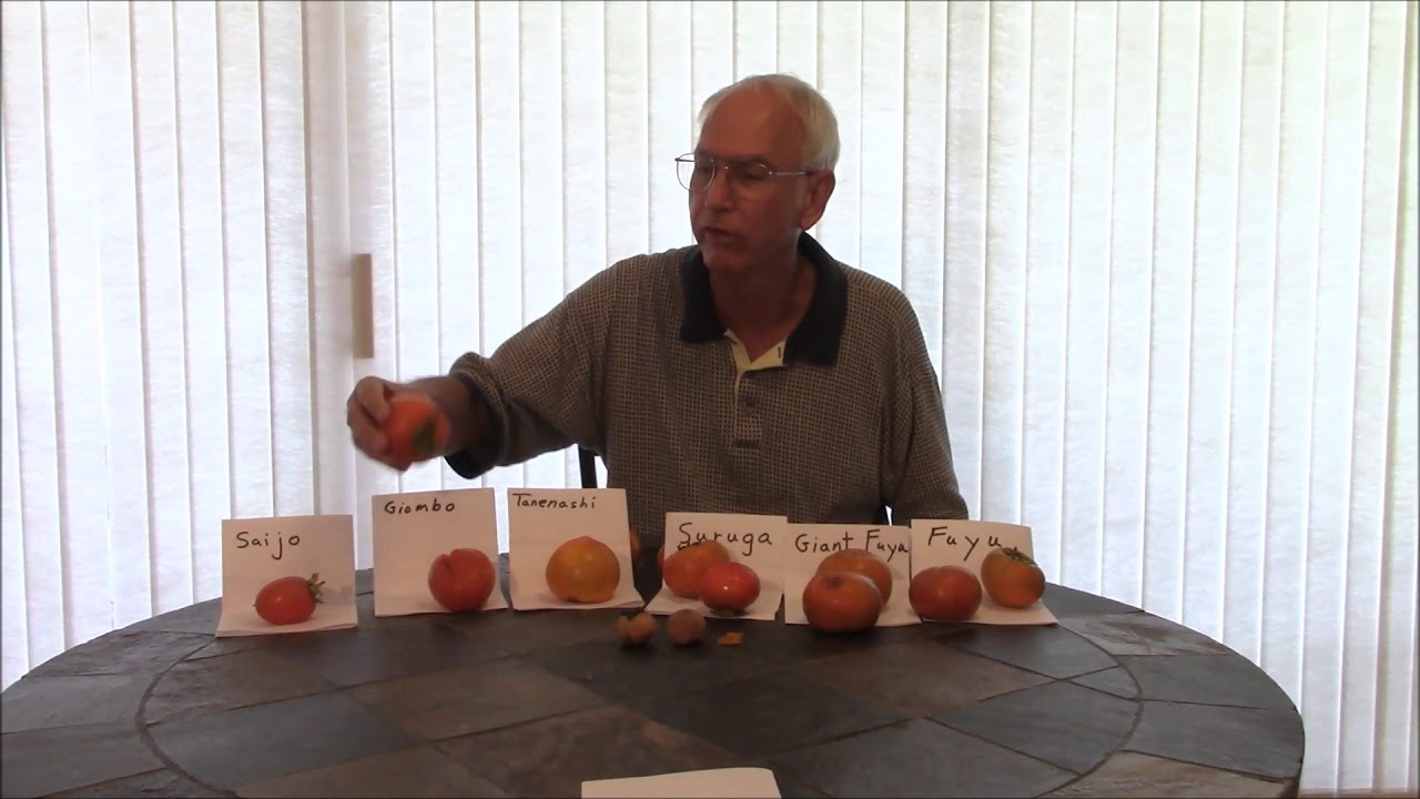 persimmon tasting