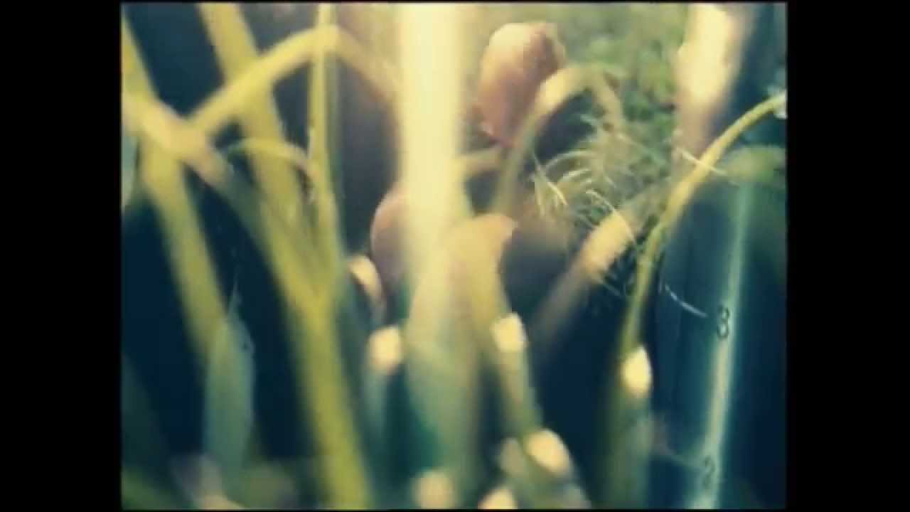 Domo+ Idents + Zapowiedzi programowe