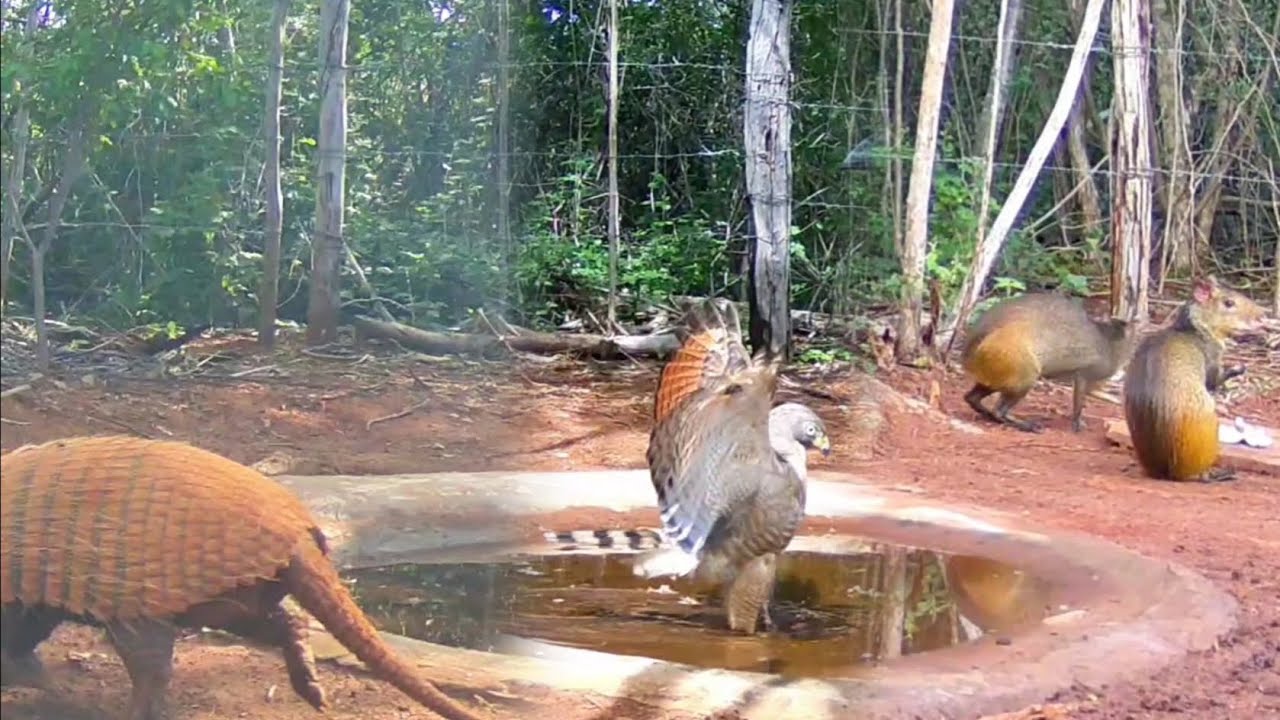 BASTA UMA SEMANA DE SOL PARA OS ANIMAIS APARECER NA FONTE..