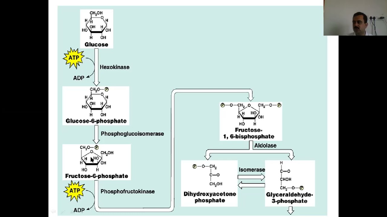 EMP pathway