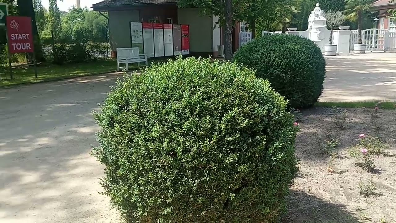 Rosengarten летом 2024 в городе Forst (Lausitz)-Deutschland. Часть 1