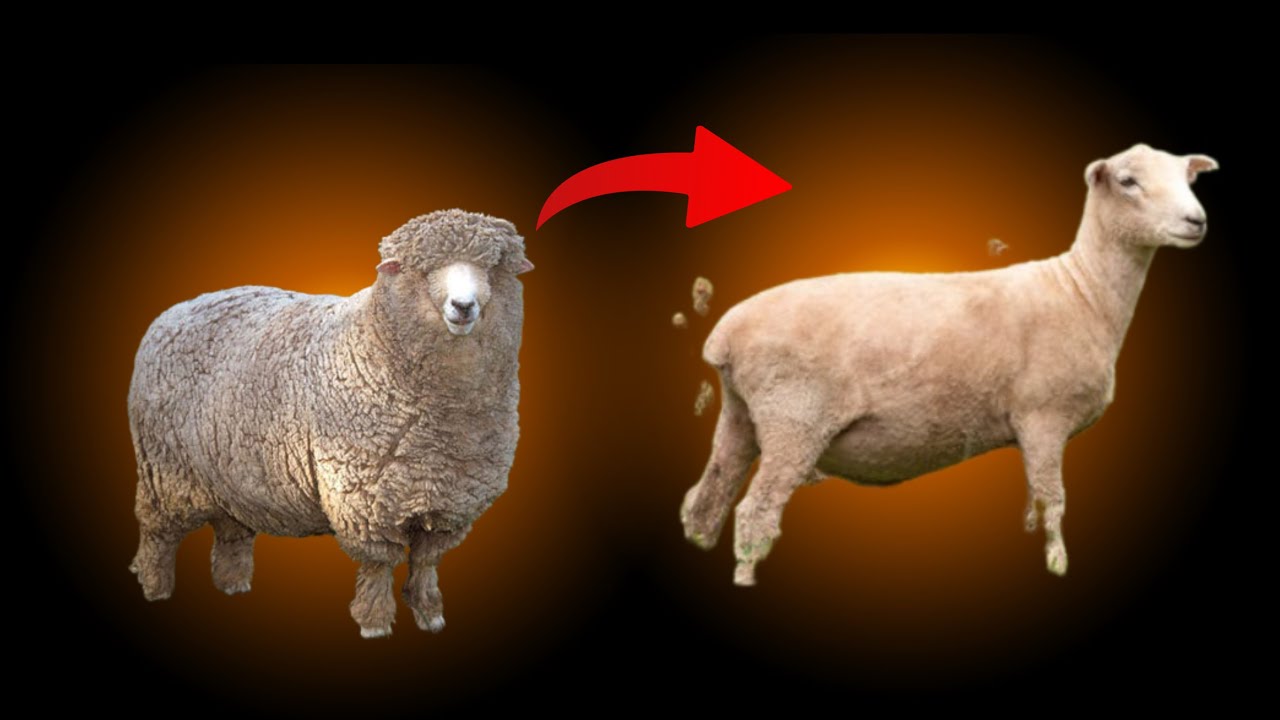 Sheep hair cutting 😁#trending #viralvideo #vlog 