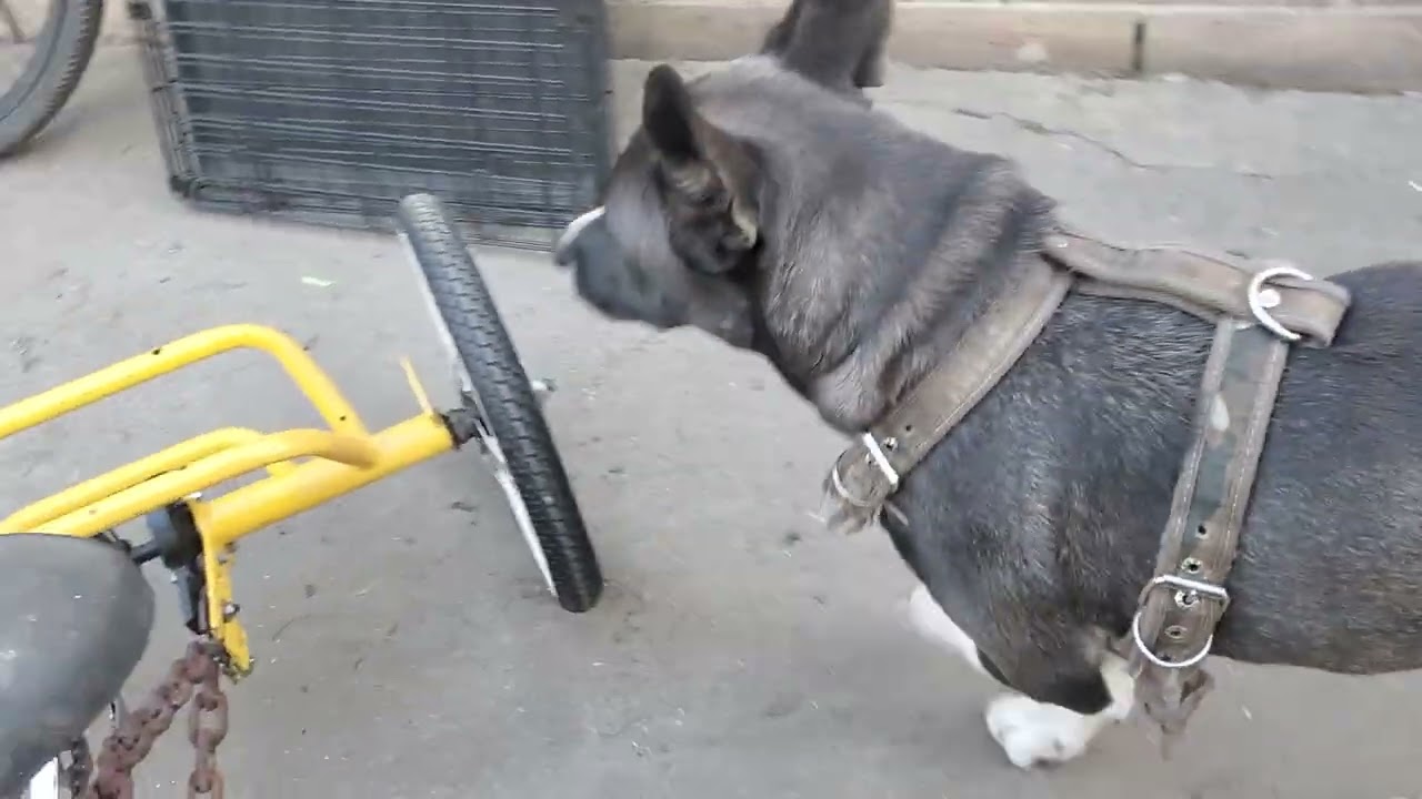 Uno cortito trabajando en el triciclo 16