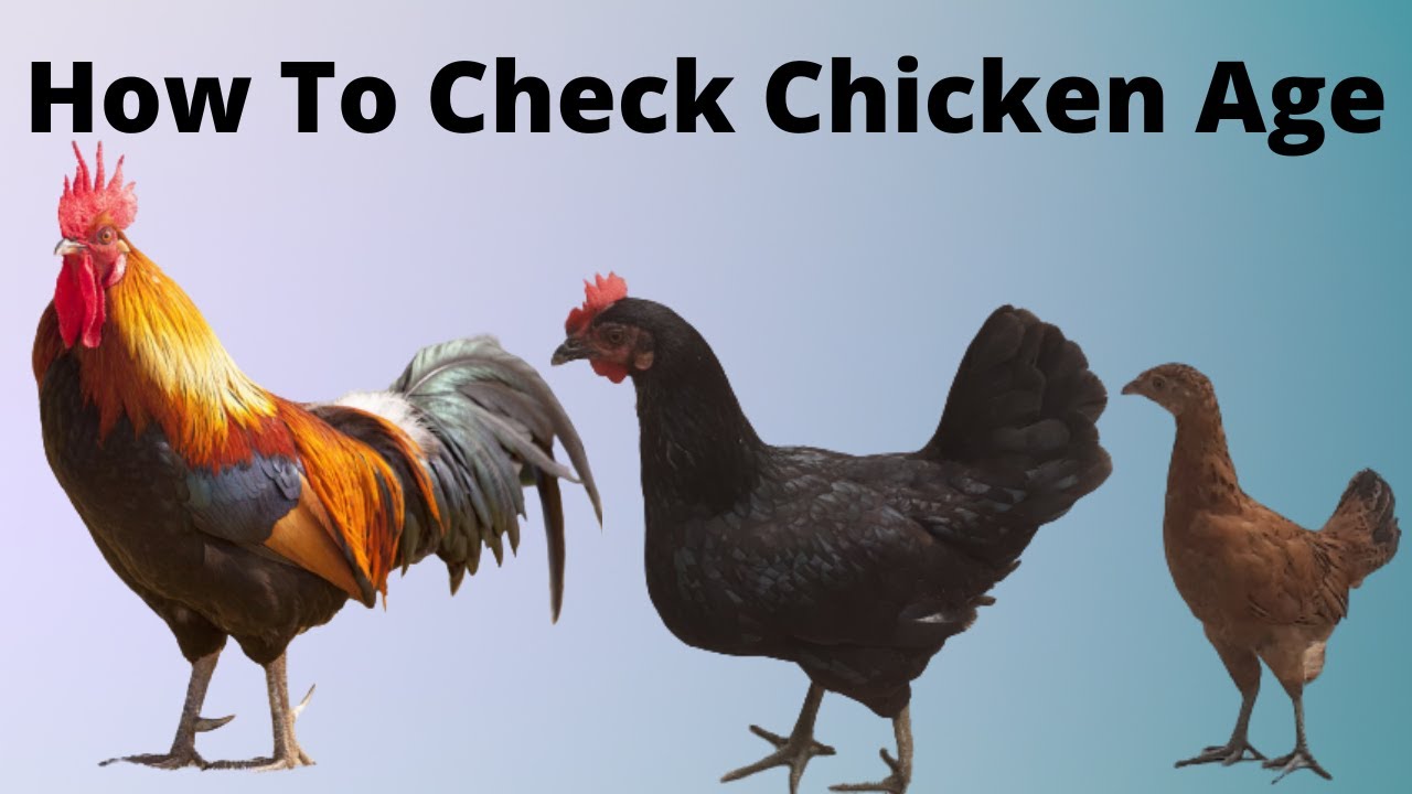 How to check hen age | How to tell the age of a chicken by its feathers Rooster Car Insurance