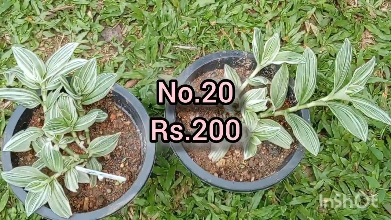 27sale # තනි plants ගන්න # 150/= සිට❤️🩷🥰