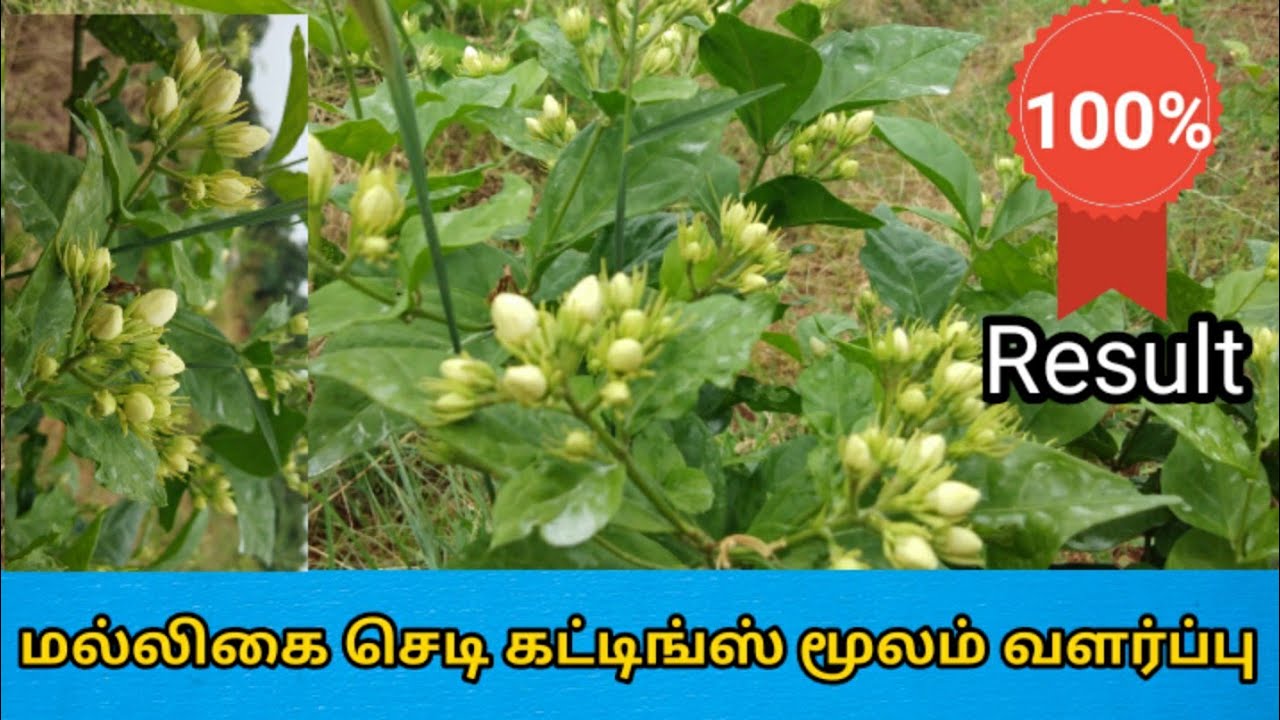 மல்லிகை செடி கட்டிங்ஸ் மூலம் வளர்ப்பு