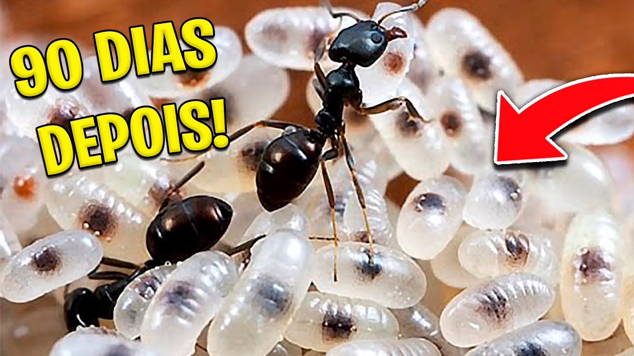 COMO ESTÃO OS FORMIGUEIROS 3 MESES DEPOIS?