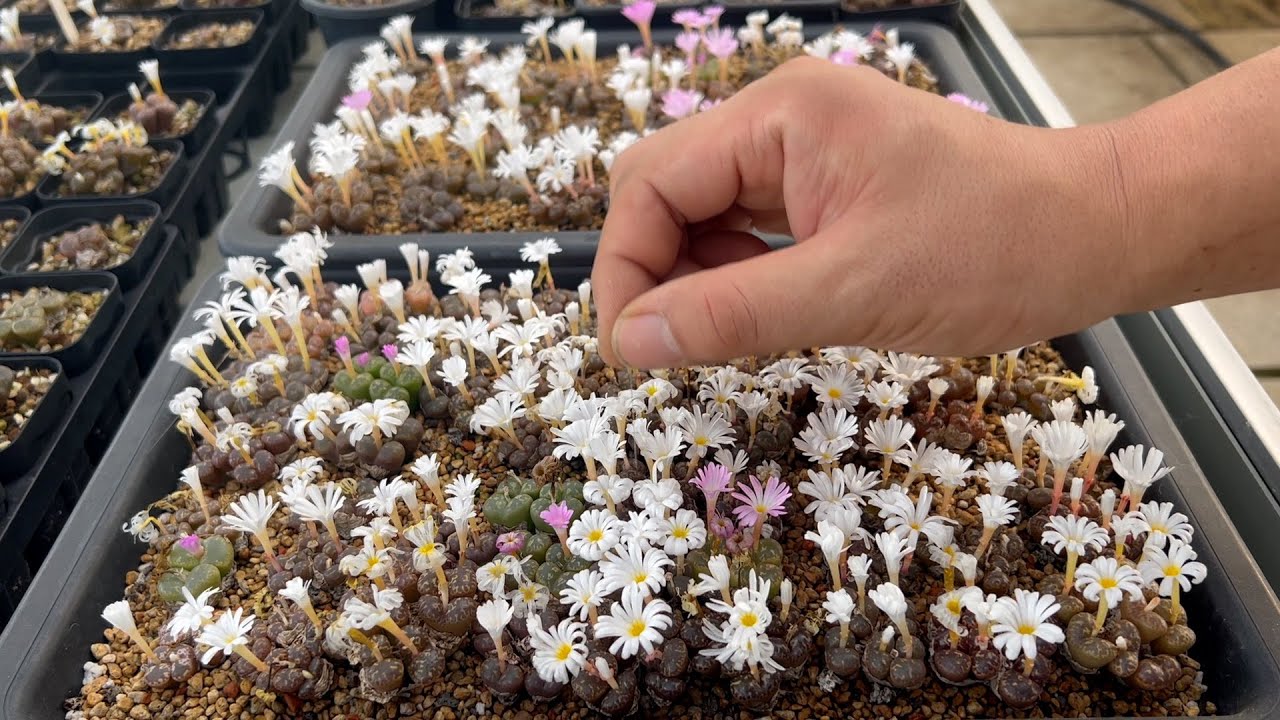 Руководство по выращиванию Conophytum для начинающих, часть 1