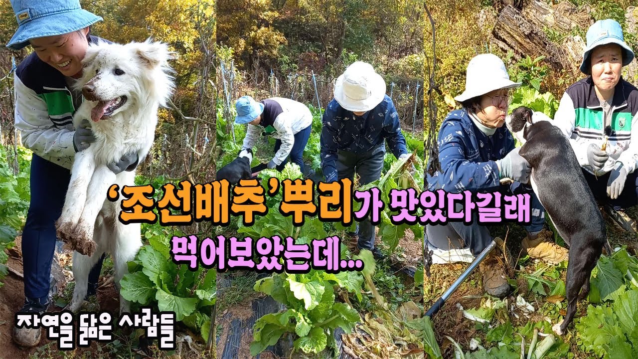 '조선배추' 뿌리가 맛있다길래 먹어보았는데 : 이런 맛 난생처음이야 [자연을 닮은 사람들]