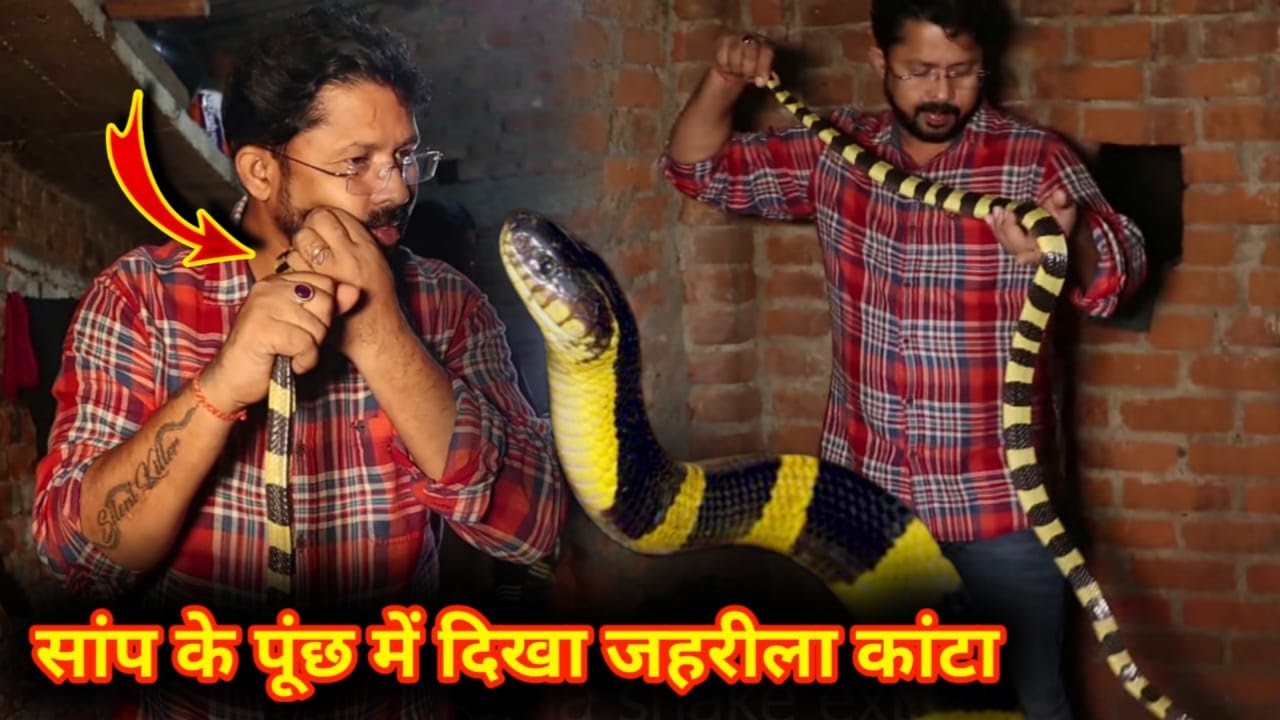 जहरीला सांप ने अपने जहरीले पूंछ से Bapi da को किया हमला 😱 आगे जो हुआ आप ही देखिए