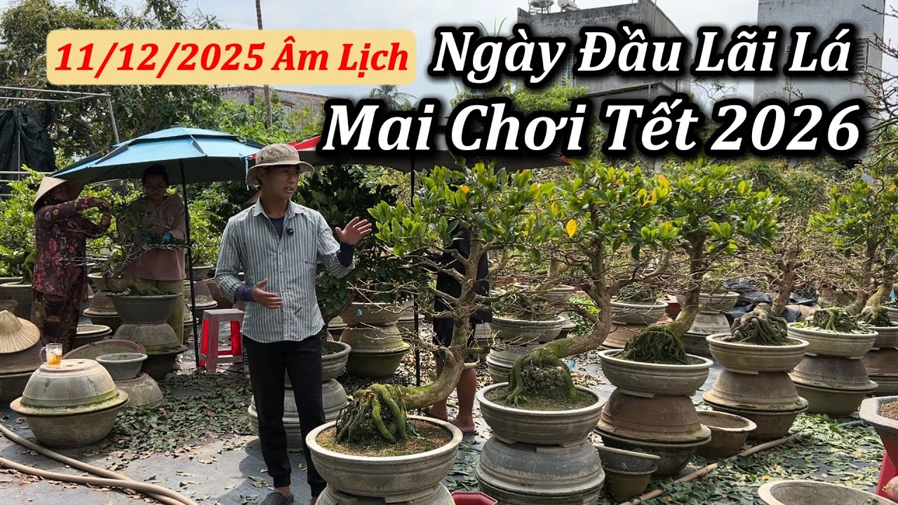 Ngày Đầu Lãi Lá Mai Chơi Tết 2026 - Mai Vàng Duy Hiếu
