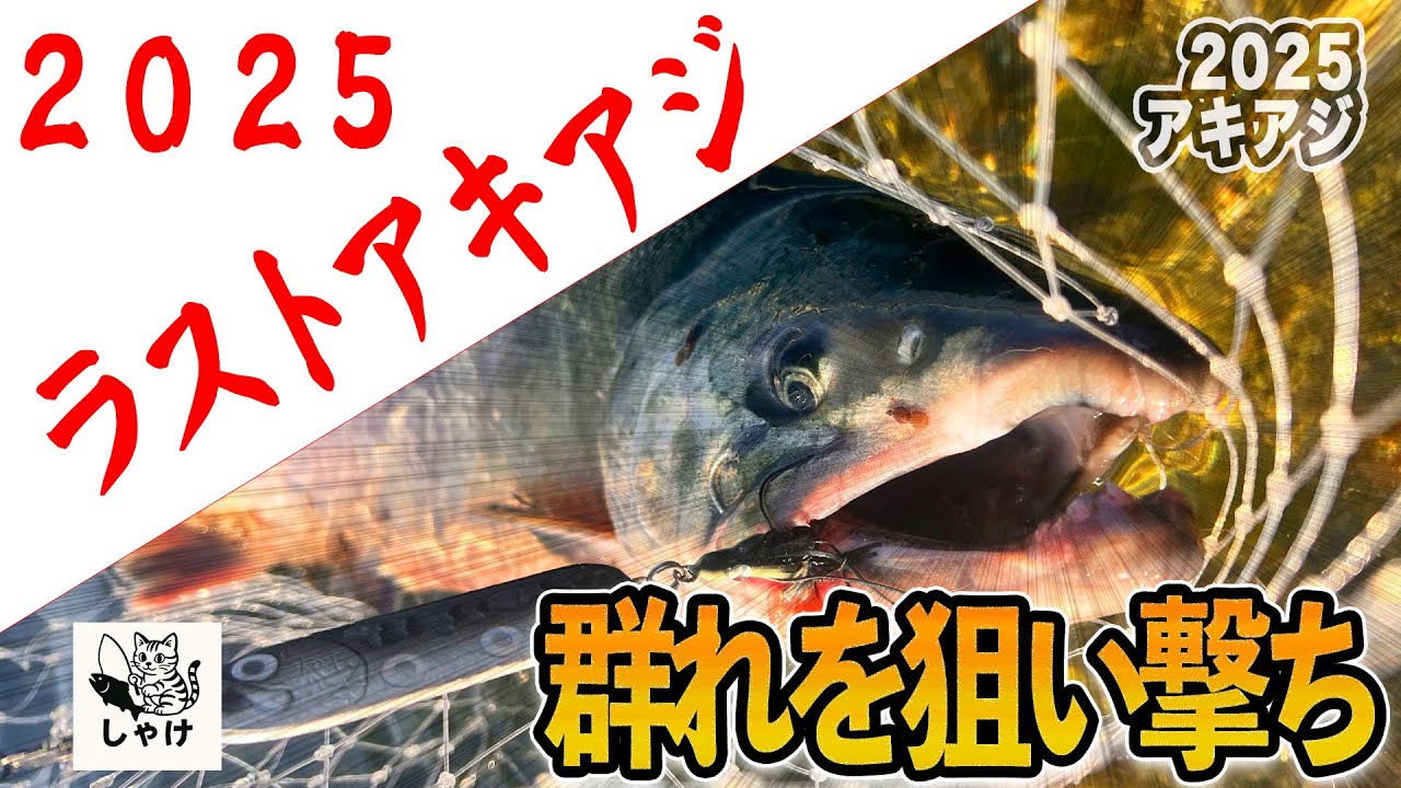 2025 アキアジ　厳しい中で絞り出した渾身の一本。