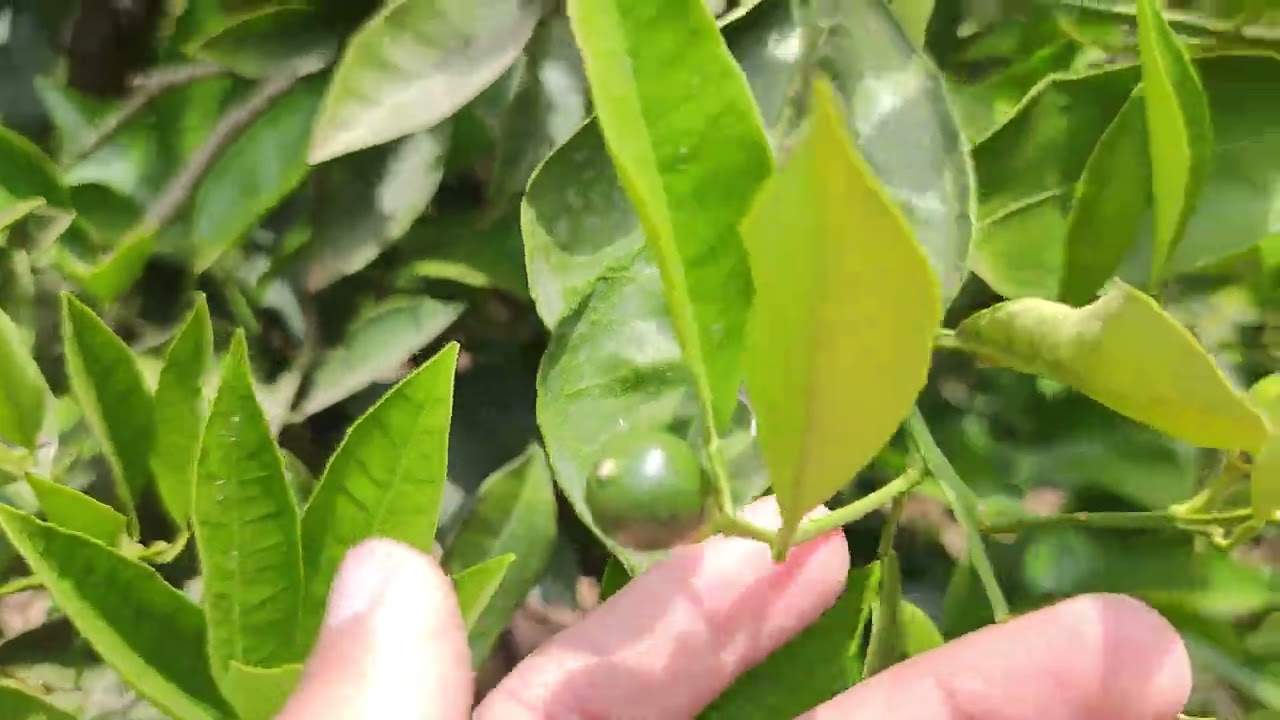 معامالات لتحجيم ثمار الطومسون شهر ماي و جوان 🌿🌳🍊