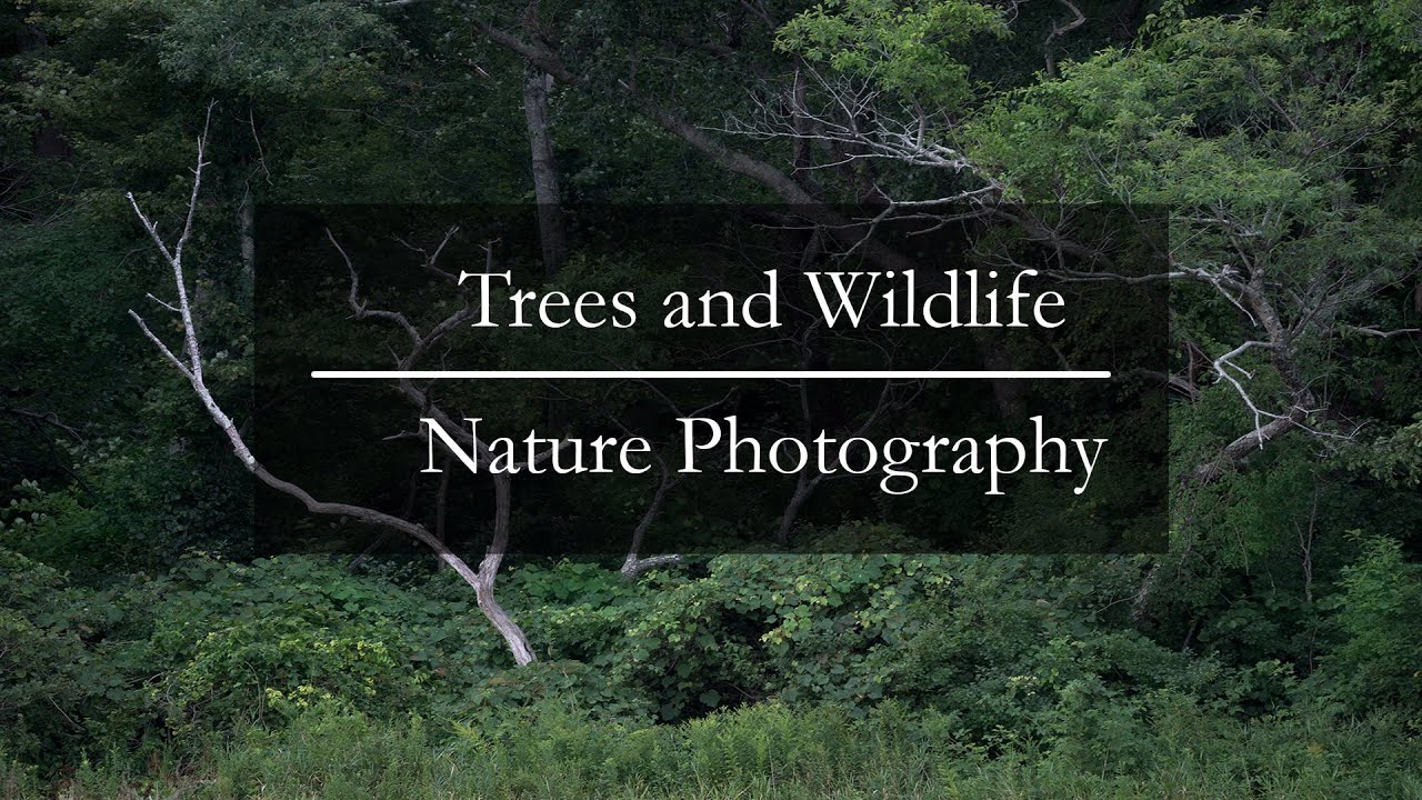 Trees and Wildlife | Nature Photography Vlog