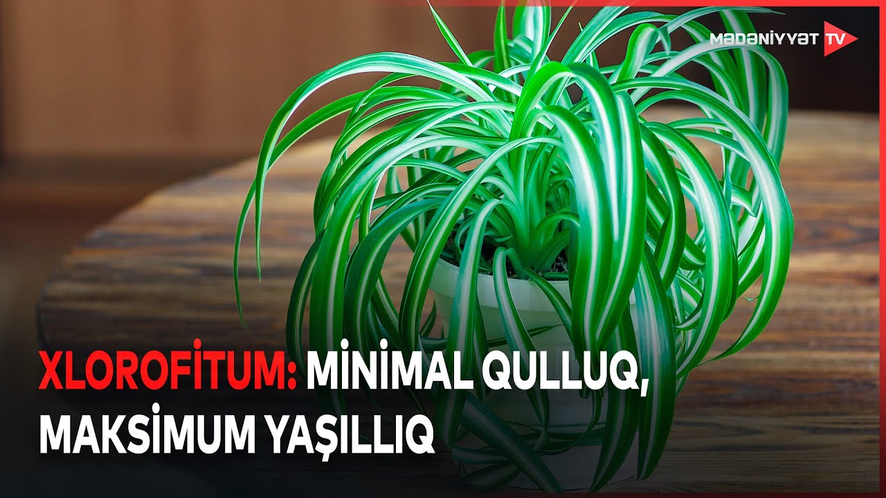 Günəş işığı olmadan da sağlam böyüyən bitki - xlorofitum